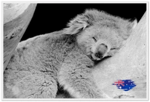 Aussie Koala Poster Prints – Stunning Photography | 2 Sizes | Free Postage - Picture 1 of 14