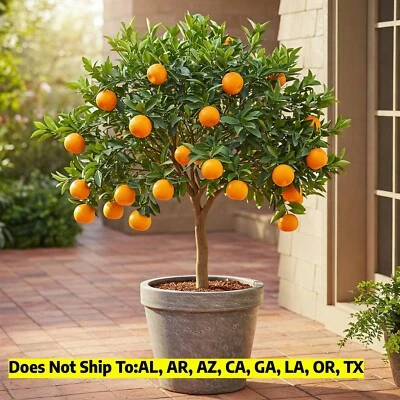 Minneola Tangelo Honeybell Tree 3-4ft in 5gal Pot Tropical Citrus Tree Indoor - Image 1 of 4