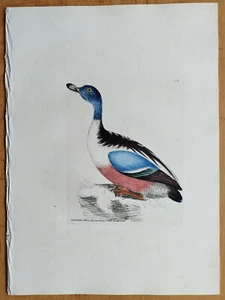 Shoveller Duck - Lewin Original Colored Print Folio - 1795 - Picture 1 of 1