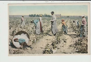 POSTAL DE RECOGIDA EN LA TIERRA DEL REY ALGODÓN - Imagen 1 de 2