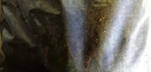 8 Kg Spezial Wurmerde Wurmfutter Tauwürmer Dendrobena - Bild 1 von 1