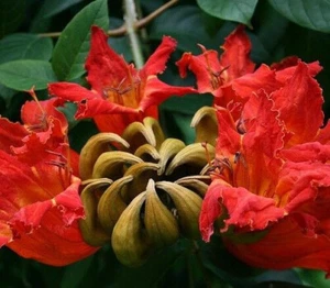 10 SEMILLAS DE SPATHODEA CAMPANULATA - Imagen 1 de 1