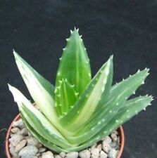 Aloe Variegated Cactis&Succulents