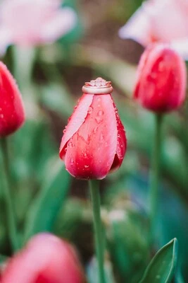 Juego de anillos de compromiso y boda de oro rosa talla 6,5  Foto 1 de 3