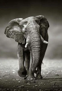 Black & White Elephant Painting Quality 100% cotton Canvas wall home decor - Picture 1 of 1