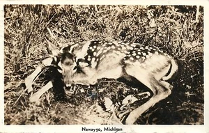 Real Photo RPPC Fawn with spots Newaygo MI Mich Michigan Animal Deer Postcard - Picture 1 of 2