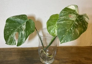Monstera deliciosa borsigiana variegata Fensterblatt panaschiert Kopfsteckling - Bild 1 von 10