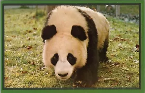 Animals Postcard - Giant Panda, Washington Zoological Park. Unused RS39320 - Picture 1 of 2