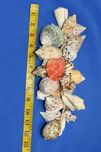 REAL SEASHELL MOBILE GIFT BEACH DECOR SHELLCRAFT - Picture 1 of 11