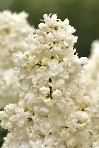 Flieder - Syringa vulgaris `MISS ELLEN WILLMOTT´ als Stämmchen, Stammhöhe 70 cm - Bild 1 von 7