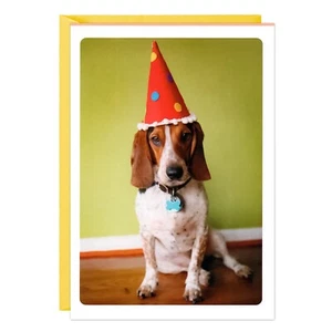 Funny HAPPY BIRTHDAY Card, Basset Hound Beagle Dog in Hat by Hallmark + Envelope - Picture 1 of 5