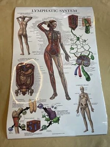 The Anatomy Collection Set of 10 Assorted Posters 18" X 24" -Please Read Desc.- - Picture 1 of 20
