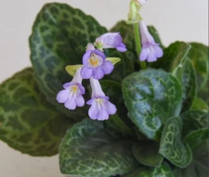 Streptocarpus 'Turtle' established variegated young flowering potted plant - Picture 1 of 3