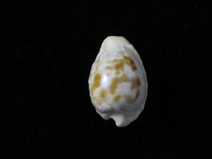 Sea shell Cypraea coronata gloriosa 26.9mm ID#7285 - Picture 1 of 4