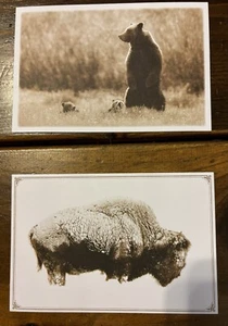 2 x Postales Sepia Grand Teton Bear & Bisonte - Ambas NUEVAS - Limpias / Bonitas - ¡AHORRA! - Imagen 1 de 2