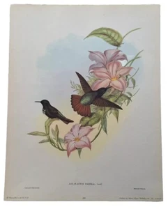 Gould & Richter Lithograph, Hullmandel & Walton Hummingbirds Aglaeactis Pamela - Picture 1 of 4