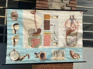 Poster Didattico Sei Torino Tedesco 1969 Corpo Umano Appurato Digerente - Foto 1 di 8