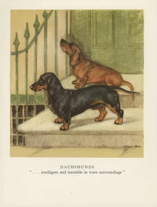 HERMOSO PERRO SALCHICHA ANTIGUO 1947 IMPRESIÓN ARTÍSTICA por el ARTISTA VERNON STOKES - Imagen 1 de 1