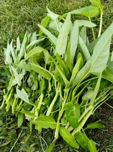 10x Chinese water spinach seedlings(空心菜种苗) - Picture 1 of 4