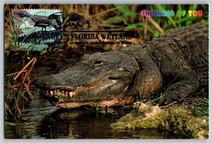 #4099i Southern Florida Wetland American Alligator FDC Maxi Card w/Pict Cancel - Picture 1 of 2