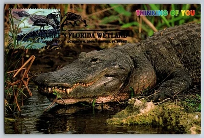 #4099i Southern Florida Wetland American Alligator FDC Maxi Card w/Pict Cancel - Image 1 of 2