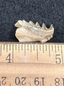 EMPRESAS GEOLÓGICAS Fósil Cretácico Lungifsh diente Neoceratodus africanus - Imagen 1 de 3