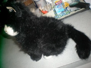 VNTG Ty Beanie 1999 Kitty Cat Plush Tuxedo Black White Like Real Fur Grey Eye - Bild 1 von 10