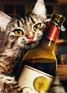 Funny Avanti Press Happy Birthday Greeting Card CAT WINE BOTTLE CORE & Envelope - Picture 1 of 4