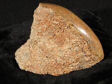 Polished Highly Agatized Dinosaur Bone Fossil From Jurassic Utah! 148gr