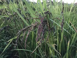 Arroz jazmín negro Nong Khai-62, 200 piezas semillas frescas, semillas de arroz, semillas raras - Imagen 1 de 4