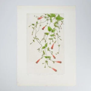 Bobbi Angell Botanical Copper Etching Manettia Coccinea Hand Colored Number 3/20 - Picture 1 of 4