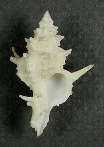 MUREX PAZI 33.76mm SUPER CHOICE RARE SPECIMEN Gulf of Mexico - Picture 1 of 2