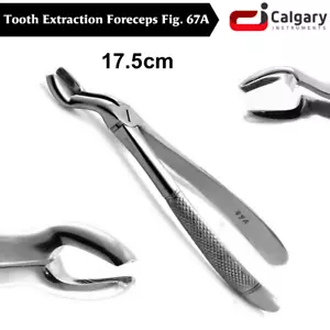 Upper Wisdom Forceps Fig-67A Dental Tooth Extraction Surgical Extracting Forceps - Picture 1 of 4