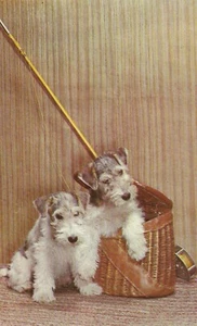 Vintage Postcard Wirehair Fox Terrier Dogs Wicker Tackle Box Fishing Pole Unused - Picture 1 of 2