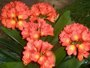 10 BRIGHT ORANGE CLIVIAS, 10 plants for $100 - Picture 1 of 7