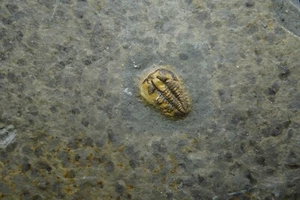 Trilobite / Brachyapidion Microps / Cambrian Fossil Specimen / House Range, Utah - Picture 1 of 2