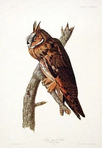 John James AUDUBON / Long-eared Owl From The Birds of America Amsterdam Edition - Picture 1 of 2