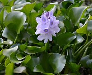 12 Water Hyacinth Plants - Pond Plant -Pond Flower - Great for Koi Ponds - Picture 1 of 3