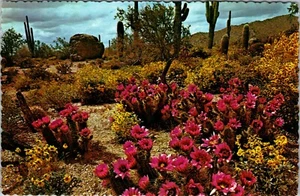 Postal de colección Arizona AZ primavera en el corazón del desierto - Imagen 1 de 2