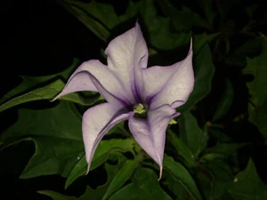Datura Stramonium 20 Semillas Lilac Flower Puprple Stemmed Thorn-Apple UK Stock - Imagen 1 de 12