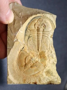 4.5 cm Olenellus gilberti & O. chiefensis cephalon from Cambrian Pioche, Nevada - Picture 1 of 8