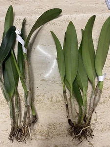 Orchid live Oconne Mendenhall - bare root - Picture 1 of 1
