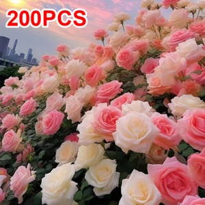 200Pcs Climbing Rosebud Seeds for Home Garden Plant Rose Flower Seeds UK - Picture 1 of 8
