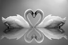 Love Heart Swans Animals Modern Large Wall Art Framed Canvas Picture 20x30