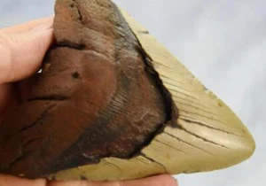 Megalodon Shark Teeth XLG Real FOSSIL 5 - 24 million year old 120mm 5.0" 595cc - Picture 1 of 16