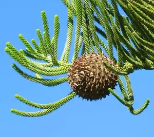 Araucaria heterophylla - - Pino di Norfolk ALBERO PINO - Foto 1 di 4