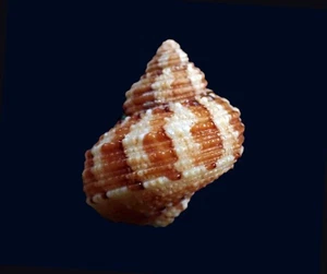 Tatskieshells- Turbo heterocheilus - 20mm - Picture 1 of 3