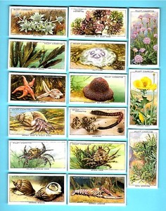 CIGARETTE CARDS. Wills Tobacco. THE SEA SHORE. (1938). (Complete Set of 50).