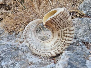 Trompeta Ram Horn Shofar Israel Natural Koѕhеr Rambam entre 20"" -23"" -50 -58cm - Imagen 1 de 10