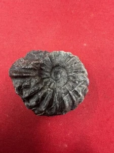GEOLOGICAL ENTERPRISES Cretaceous fossil ammonite Eubrancoceras aegoceratoides - Picture 1 of 2
